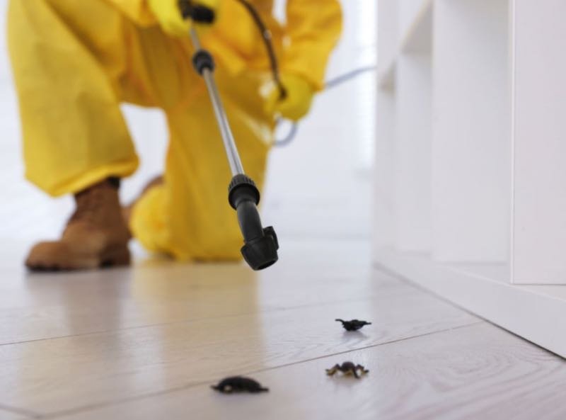 Kammerjäger Notdienst - Professionelle Schädlingsbekämpfung