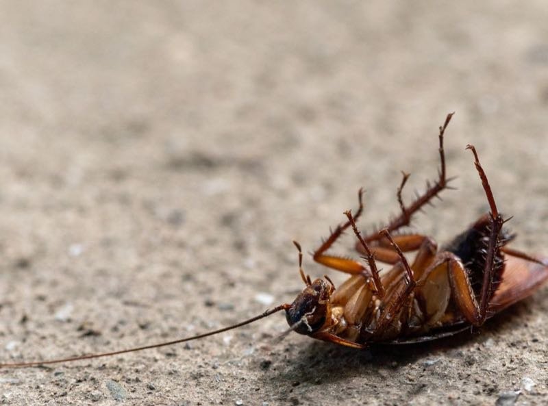 Professionelle Schädlingsbekämpfung